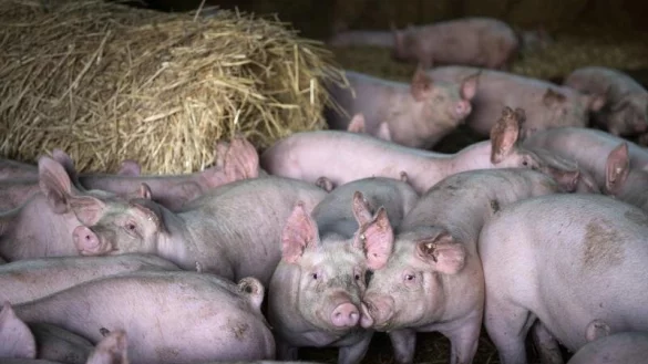 Schweinehaltung auf Stroh gilt als besonders artgerecht. Die Nutztierhaltung ist an diesem Freitag Thema der Agrarminister. - &copy; dpa