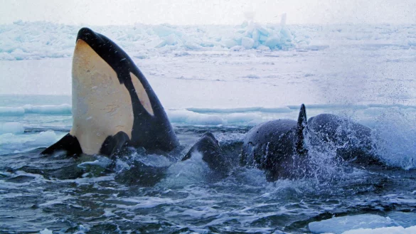 Orcas sind die gr&ouml;&szlig;ten Vertreter aus der Familie der Delfine. Sie leben in allen Ozeanen der Erde. - &copy; dpa