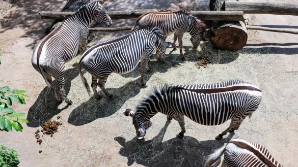 Zebras stehen im Leipziger Zoo. Der Zoo steht seit einigen Tagen wegen eines geschlachteten und vor Besuchern an L&ouml;wen verf&uuml;tterten Zebra-Hengstes in der Kritik. - &copy; dpa