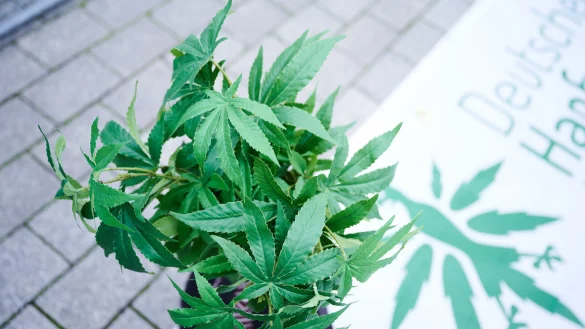 Aufgrund des Widerstands der EU-Kommission wird es keinen kommerziellen Verkauf geben, nur Cannabis-Clubs oder den legalen Eigenanbau. - &copy; dpa