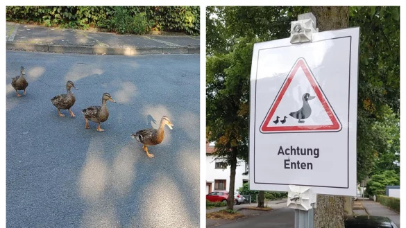 Per Schild werden Verkehrsteilnehmer auf die Enten aufmerksam gemacht, damit die Tiere heil und sicher &uuml;ber die Stra&szlig;e kommen. - &copy; privat