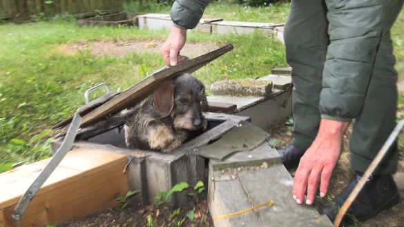 Der Dackel wird trainiert, den Fuchs im Bau aufzusp&uuml;ren.&nbsp; - &copy; Vera Gerstendorf-Welle (Archivfoto)