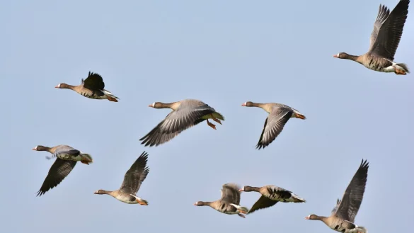 Auch im Nordkreis sind Wildg&auml;nse unterwegs. Bei zwei toten Tieren wurde nun in Espelkamp die Gefl&uuml;gelpest nachgewiesen. - &copy; Pixabay (Symbolbild)