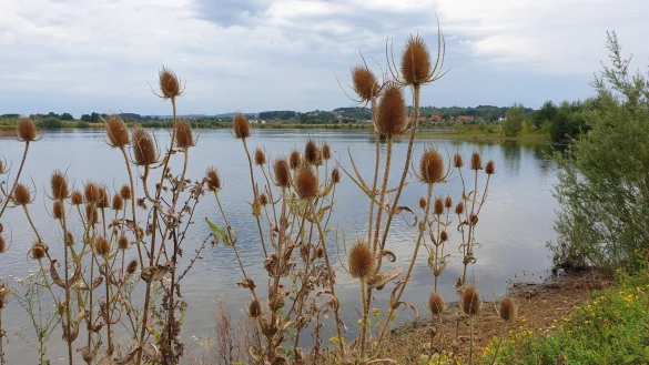 Natur am Kiessee: Der Kreis m&ouml;chte die Abgrabungsfl&auml;chen in den Varenholzer Weserauen zum Naturschutzgebiet machen. - &copy; Kreis Lippe