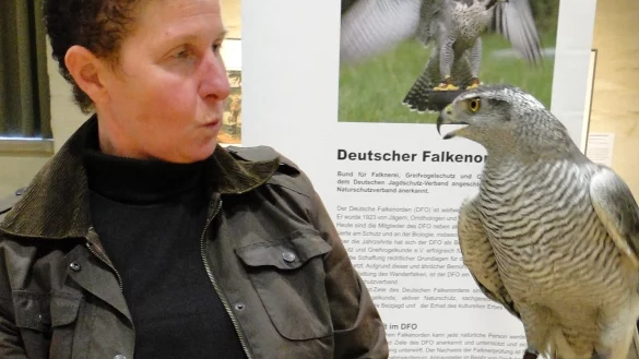 Falkermeisterin Anke Engert-Neubauer beherrscht ihre &bdquo;Missi" per Augenkontakt. Missi ist ein &bdquo;Habichtsweib" und die gefiederte Attraktion beim Vortrag &uuml;ber die Falknerei. - &copy; Hajo G&auml;rtner