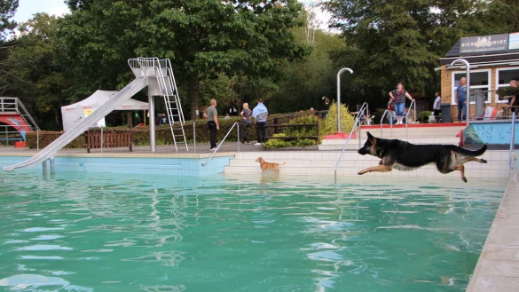 Beim Hundeschwimmen zum Saisonabschluss in H&ouml;rste kommen die Vierbeiner auf ihre Kosten. Unerm&uuml;dlich war &bdquo;Bonny", die gar nicht genug vom Apportieren bekommen konnte.&nbsp; - &copy; Astrid Sewing