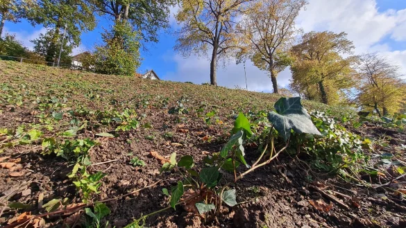 Insgesamt 7000 Efeupflanzen hat das Unternehmen Grytz aus Schwalenberg nachgepflanzt. Ob sie wirklich angehen, wird sich im kommenden Fr&uuml;hjahr zeigen. - &copy; Marianne Schwarzer