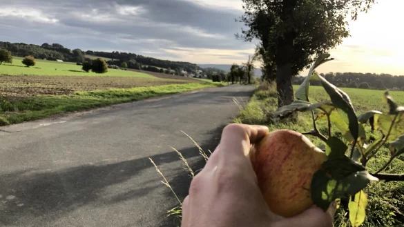 Obstb&auml;ume, wie hier zwischen Leese und Wittigh&ouml;ferheide, k&ouml;nnten k&uuml;nftig eine Markierung bekommen, wenn die Lemgoer an ihnen gratis &Auml;pfel, Birnen und anderes ernten d&uuml;rfen. - &copy; Till Brand