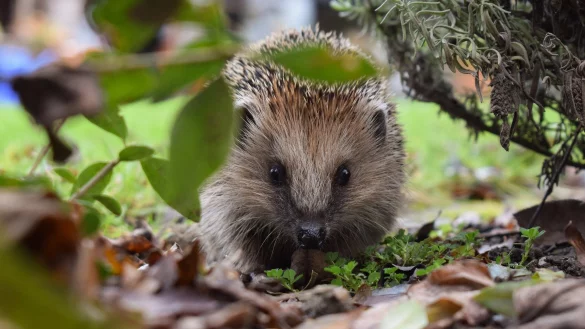 Ein kleiner Igel auf der Suche nach Futter, bevor er seinen Winterschlaf antritt. - &copy; Hundankbar/Pixabay