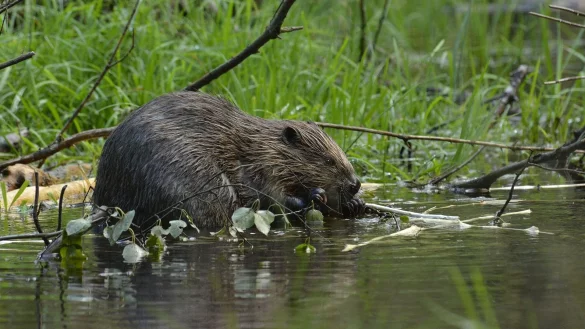 Familie Biber ist noch ziemlich kamerascheu, die Biologische Station hat tags&uuml;ber noch keinen der vier vor die Linse bekommen. Dieser Artgenosse tummelt sich anderswo im Land.&nbsp; - &copy; Wald und Holz NRW