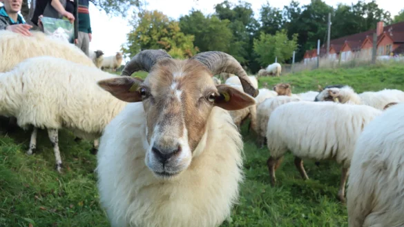 Die zweij&auml;hrige Aue &bdquo;Nelly" ziert auch ein Monatsblatt des Kalenders. Hier ist sie eher daran interessiert, ob die Fotografin ein Leckerchen zu bieten hat.&nbsp; - &copy; Birgit Guhlke