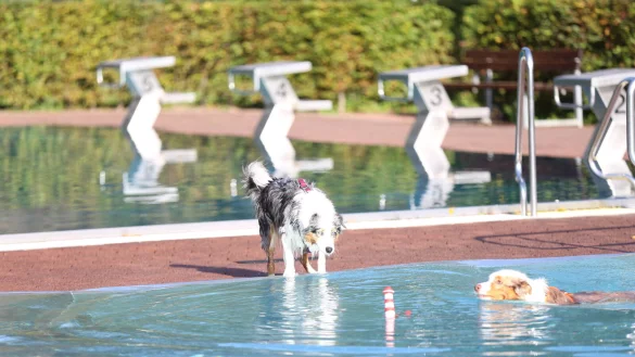 Noch etwas z&ouml;gerlich steht der Australian Shepherd am Beckenrand, w&auml;hrend sein Artgenosse schon durch das Becken des Bega Bades schwimmt. - &copy; Stadtwerke Bad Salzuflen