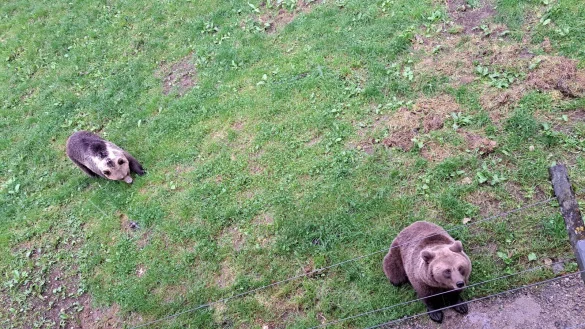 Aufnahme aus der alten Heimat: Die beiden Braunb&auml;ren &bdquo;Jojo&ldquo; und &bdquo;Flocon&ldquo; sind in einem Tierpark in der Schweiz aufgewachsen. - &copy; Stadt Bielefeld