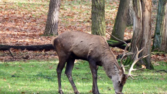 &Auml;sendes Rotwild auf der Leinwand leitet die Hubertusandacht ein. - &copy; Symbolbild Pixabay