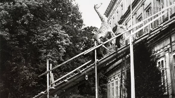 Spektakul&auml;rer Umzug einer Giraffe aus dem Neuen Palais an die Ameide. - &copy; Lippisches Landesmuseum