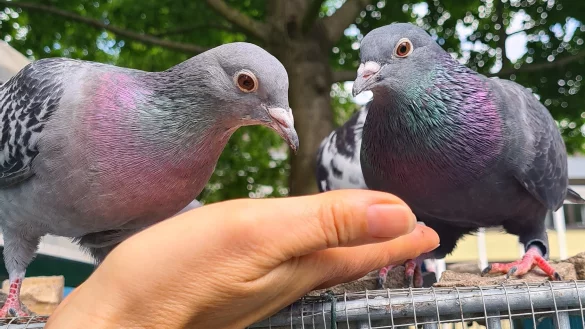Am Schlag der Initiative Paderborner Stadttauben picken die V&ouml;gel K&ouml;rner in gesch&uuml;tzter Umgebung. F&uuml;r eine Aufhebung des F&uuml;tterungsverbots in Innenst&auml;dten setzt sich der Paderborner Verein gemeinsam mit insgesamt 50 Gruppen in Deutschland ein. - &copy; Katharina Wiesenack