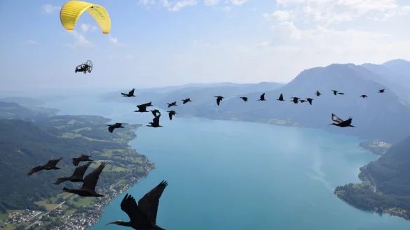 Der Pilot im Leichtflugzeug f&uuml;hrt den Schwarm von Jungv&ouml;geln &uuml;ber die 2.300 Kilometer lange Strecke von Deutschland in den S&uuml;den Europas an. - &copy; Waldrappteam Conservation & Research