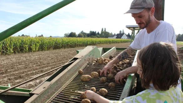 Kolja Blaurock und Sohn Levi m&uuml;ssen "Kluten" und faule Kartoffeln aussortieren. - &copy; Nico D&uuml;llmann
