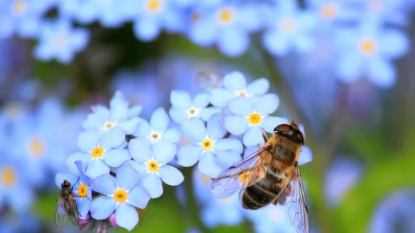 Der Umweltpreis Lippe 2023 soll den Schutz von Insekten f&ouml;rdern. - &copy; Pixabay