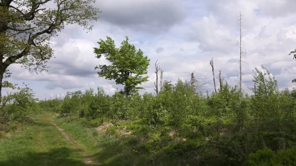 Wird die Egge der zweite Nationalpark in Nordrhein-Westfalen? Die Pl&auml;ne bekommen viel Gegenwind. - &copy; Jens Reddeker