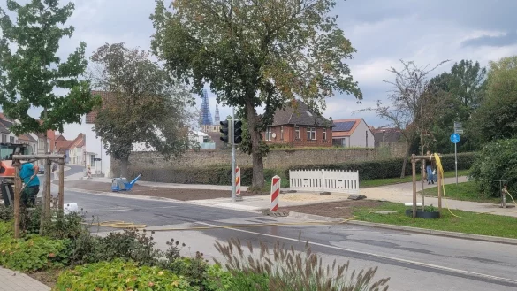 Ihre Tage sind gez&auml;hlt. Die drei Kastanien am Regenstorwall sind bei Bauarbeiten besch&auml;digt worden und m&uuml;ssen nun, laut Aussagen der Stadt, gef&auml;llt werden. - &copy; Katrin Kantelberg