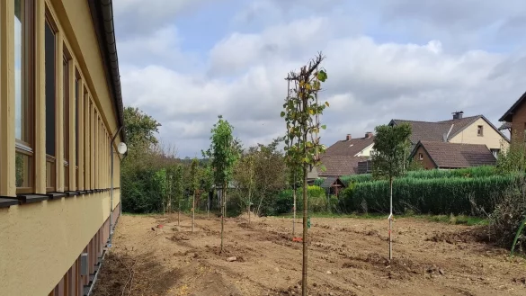 15 B&auml;ume wurden am "DORF+Punkt" gepflanzt, um Schatten gegen Hitze zu spenden. - &copy; Gemeinde Kalletal