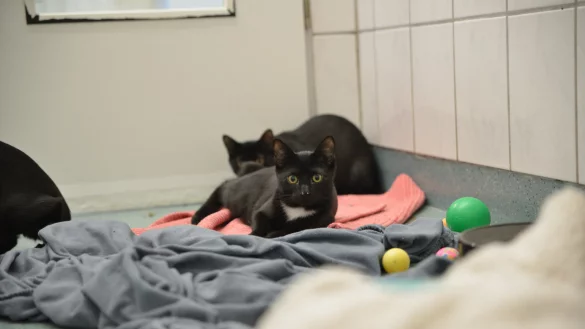 Das Tierheim hat aktuell die Rei&szlig;leine gezogen. - &copy; Tierheim Bielefeld