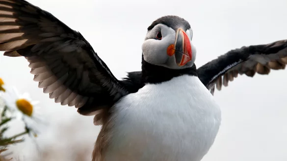Bei den "DIA-Multivisions-Shows" wird unter anderem die Landschaft Islands gezeigt. Ihr zu sehen ein Papageientaucher. - &copy; Rainer Joerger