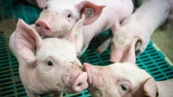 Ein Kreisveterin&auml;r soll drei Ferkel bei T&ouml;nnies in einem Eimer ertr&auml;nkt haben, sein Kollege hat dabei zugesehen. - &copy; Symbolfoto/ Pixabay