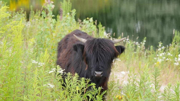 In Lage-M&uuml;ssen sind Hochlandrinder (Foto) und Wasserb&uuml;ffel eingezogen. Die Tiere halten Fl&auml;che und Gew&auml;sser offen. - &copy; Kreis Lippe