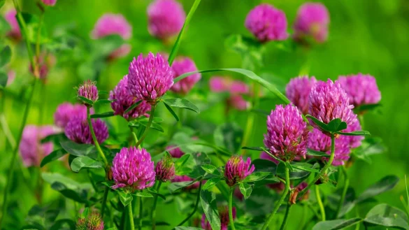 Klee w&auml;chst auf dem Biesterberg reichlich und ist wichtig f&uuml;r Schmetterlinge. - &copy; Symbolbild: Pixabay