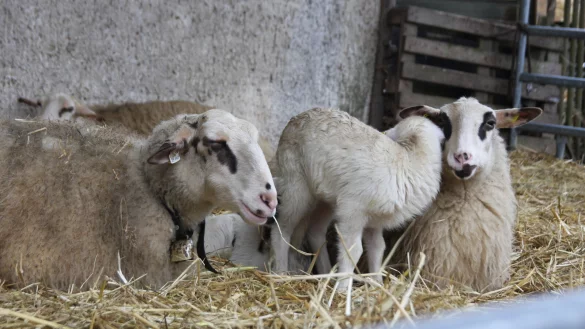 Im Fr&uuml;hjahr werden auf Hof Steckenpferd viele L&auml;mmer geboren. Dabei sollen die Kita-Kinder auch mal zuschauen. - &copy; Anne Neul