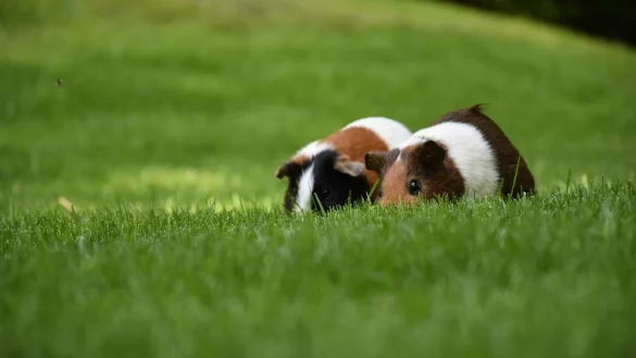 Diesen zwei Meerschweinchen geht es deutlich besser als ihren 90 Artgenossen, die eine Privatperson im Kreis H&ouml;xter in einer Etagenwohnung hielt. - &copy; Symbolbild: Pixabay