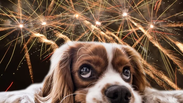 F&uuml;r die meisten Haustiere ist die j&auml;hrliche B&ouml;llerei an Silvester Qu&auml;lerei. Das hat sich auch wieder in den f&uuml;r den Kreis Lippe zust&auml;ndigen Tierheimen gezeigt. - &copy; Pixabay/Oliver Wendtland