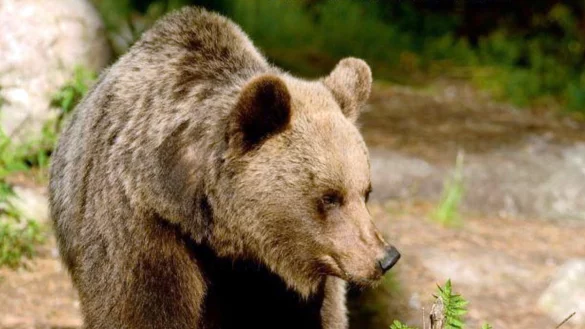 In Gefahr: In der Provinz Trentino sollen demn&auml;chst wieder B&auml;ren abgeschossen werden. - &copy; Archiv: Campolongo Annalisa/dpa