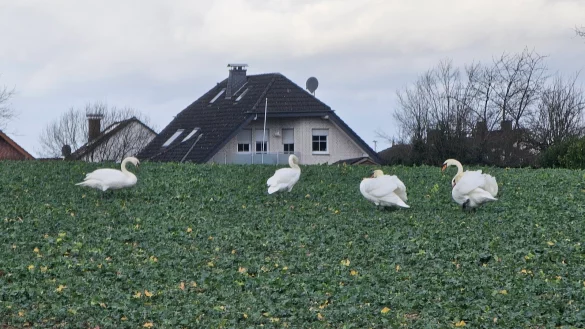 Auf dem Feld im Dreieck H&ouml;rster Stra&szlig;e/Hellweg tummeln sich Schw&auml;ne. In der vergangenen Woche waren auf dem Acker bis zu 10 Tiere. - &copy; Astrid Sewing