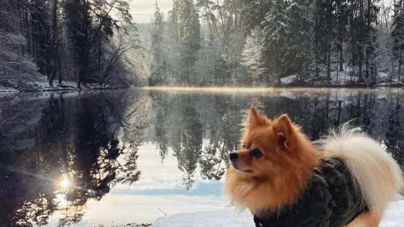 Der Kleinspitz bei seiner Runde am Donoperteich. Besitzerin Anna-Lisa Schmidt ist dieser tolle Schuss ihres Hundes gelungen. - &copy; Anna-Lisa Schmidt