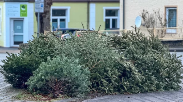 An der Richthofenstra&szlig;e haben Anwohner gleich mehrere B&auml;ume an einer Stra&szlig;enecke aufgeh&auml;uft. - &copy; Raphael Bartling