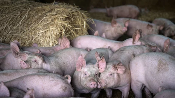 K&uuml;nftig k&ouml;nnte per Gesetz ein Preisaufschlag auf Fleisch und Milchprodukte erzwungen werden. - &copy; Sina Schuldt