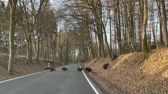 Zwischen Papenhausen und Br&uuml;ntorf lief LZ-Redakteur Till Brand diese Wildschweinrotte &uuml;ber die Fahrbahn. - &copy; Till Brand