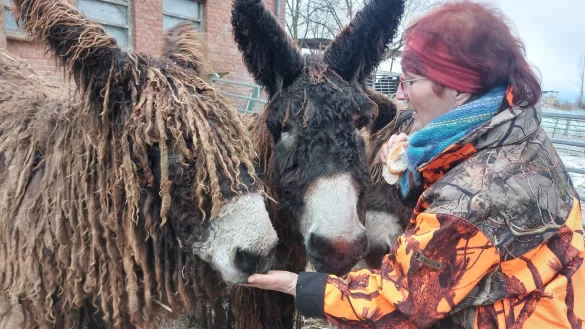 Anja Queren-B&uuml;ker aus Elbrinxen z&uuml;chtet Poitou-Esel. Die seltene Gro&szlig;eselrasse ist f&uuml;r ihr zotteliges Fell bekannt. - &copy; Michaela Wei&szlig;e