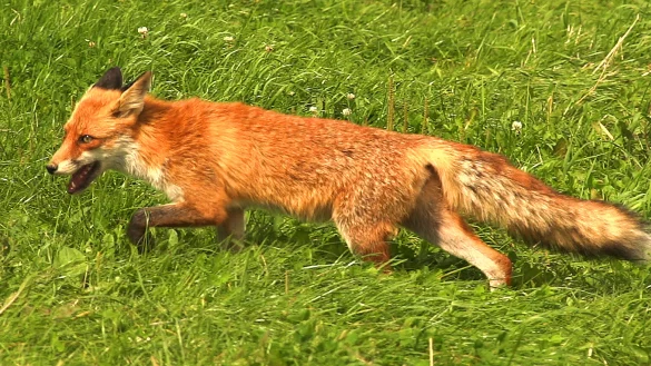 In diesen Tagen widmen sich nicht nur die lippischen J&auml;ger besonders der Fuchsjagd. Denn bald beginnt die Schonzeit f&uuml;r die rotbepelzten Vierbeiner - &copy; Robin J&auml;hne