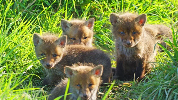 Auch wenn sie aussehen wie Hundewelpen: Rotf&uuml;chse sind Wildtiere. In Luxemburg ist die Jagd auf sie grunds&auml;tzlich verboten. - &copy; Robin J&auml;hne