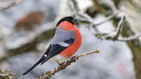 Ein Gimpel zu Gast im Leopoldshöher Garten. - © Martin Düsterberg