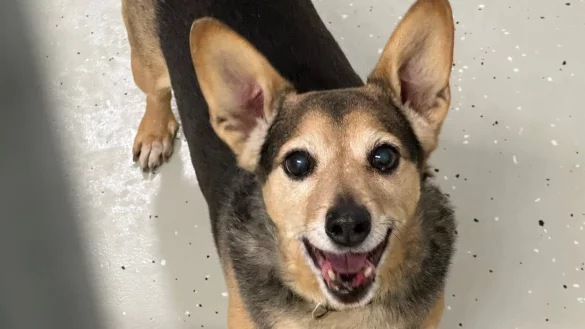 Wolle sucht ein Zuhause. - © Tierheim Detmold