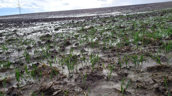 Die dauerhaft nassen F&uuml;&szlig;e schaden den jungen Pfl&auml;nzchen, weil ihre Wurzeln nicht mehr gen&uuml;gend Sauerstoff bekommen. - &copy; Marianne Schwarzer