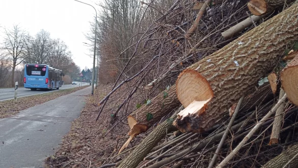 "Stra&szlig;en NRW" hat die B&ouml;schung am Entruper Weg zwischen Entrup und der Siedlung Scherenbreite dieses Mal in Abschnitten beschnitten. W&auml;hrend die Geh&ouml;lze im Vordergrund auf den Stock gesetzt wurden, blieben die B&uuml;sche im Hintergrund unangetastet. Gut f&uuml;r die Tierwelt, sagen Umweltsch&uuml;tzer. - &copy; Jens Rademacher