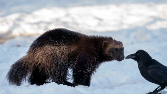 Von Menschen ungest&ouml;rt: In Finnlands wilder Natur sagen sich Vielfra&szlig; und Rabe guten Tag. - &copy; Wolfgang Sch&auml;fer