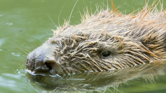 Den Bibern hat das Hochwasser nicht geschadet. Dieses Exemplar schwimmt an der Weser, denn sein Schiederaner Vetter ist ziemlich kamerascheu. - &copy; Makro Tele-Film