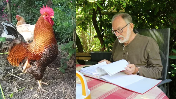 Hahn "Magda" ist Stein des Ansto&szlig;es im Nachbarschaftsstreit zwischen Michael Dunker und Friedrich-Wilhelm Biermann, der auf dem Foto in seinem Garten sitzt, durch seine Akten bl&auml;ttert und wegen der L&auml;rmbel&auml;stigung bis vor Gericht gezogen ist. - &copy; Alexandra Schaller/Michael Dunker